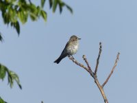 Spotted Flycatcher Vrachos.jpg