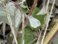 Wood White Vrachos.jpg