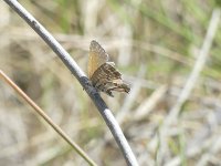 Geranium Bronze Vrachos.jpg