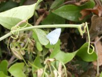 Holly Blue Vrachos.jpg