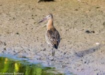 Black-tailed Godwit-1567.jpg