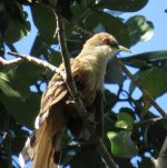 PR Lizard-Cuckoo.jpg