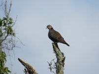 Dusky Turtle Dove klein.jpg