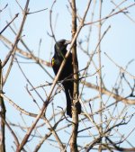 Yellow-shouldered Blackbird.jpg