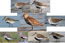 dunlin bellies.jpg