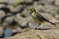 Citrine wagtail Tsiknias River 200617 by Leftherios Kakalis.JPG