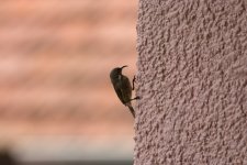 20170418_BirdsLizard-8576.jpg