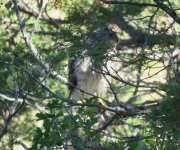 2017 6 June 22 Cooper's Hawk Zimmerman Park (4)a.JPG