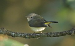 American Redstart BA.jpg