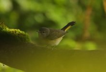 American Redstart BF.jpg