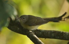 American Redstart BI.jpg