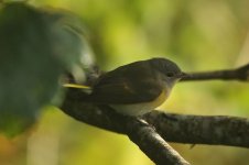 American Redstart BJ.jpg