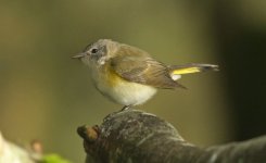 American Redstart BM.jpg