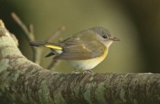 American Redstart BR.jpg