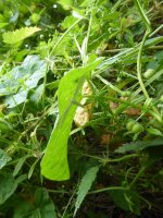 1513 White Plume Moth.jpg