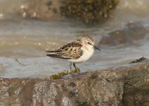 Little Stint.jpg