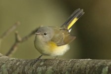 American Redstart BT.jpg