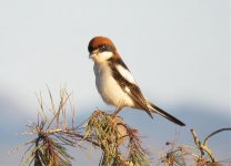 041 Woodchat Shrike 1.jpg