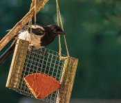 Magpie feeder.jpg