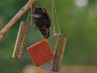 Blackbird  feeder.jpg