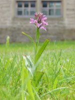 Orchid in lawn.jpg