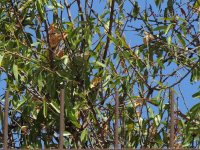 2017.07.23 W Olivaceous Warbler.JPG