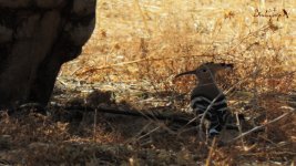 2017.07.23 Hoopoe in the shade.JPG