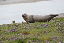 Common Seal (9)_01.JPG