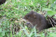 Fossorial water vole (5)_01.JPG