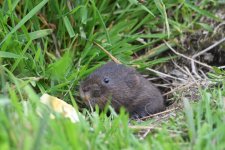 Fossorial water vole (10)_01.JPG