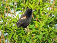 Red-winged Blackbird Green Cove 100517 (3)RESIZE.jpg