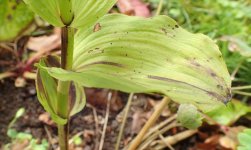 Helleborine sp.  Eastcombe (2).JPG