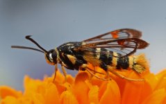 D Yellow-winged Clearwing.jpg