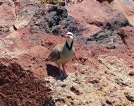 P1240040 Chukar crop (2).jpg