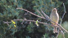 2017.06.21 Juv Cirl Bunting.jpg