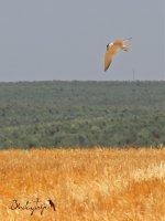 2017.06.21 Gull-billed Tern.jpg