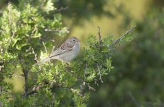 Field Sparrow ID.jpg