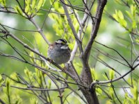 White-throated Sparrow Magee Marsh 110517 (2).JPG