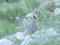 Rock Partridge2.JPG