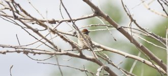 Cassin's Sparrow 1.jpg