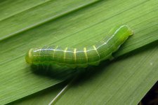 Caterpillar ID.jpg