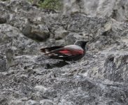 Wallcreeper 5.JPG