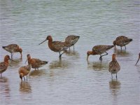 Black Tailed Godwit.jpg