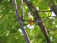 Prothonotary Warbler Magee Marsh 130517 (1).JPG