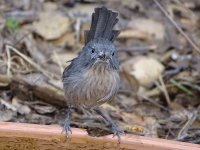 Wrentit1.JPG