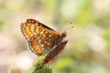 Marsh Fritillary lt 3.jpg