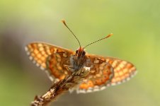 Marsh Fritillary lt 4.jpg