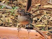 Rufous-crowned Sparrow2.JPG