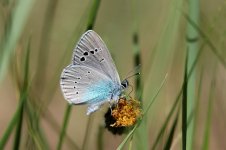 Green-underside Blue lt 1.jpg