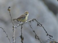 melodious warbler.jpg